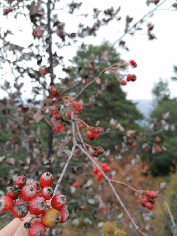 Ilex decidua 4