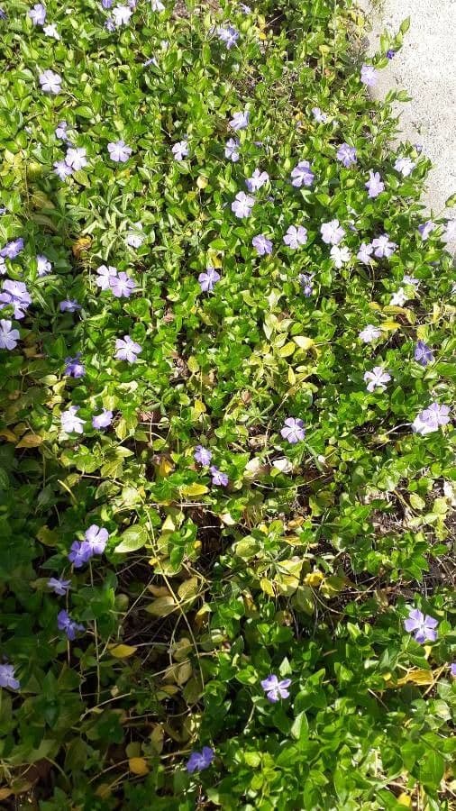 Pervinca maggiore 22