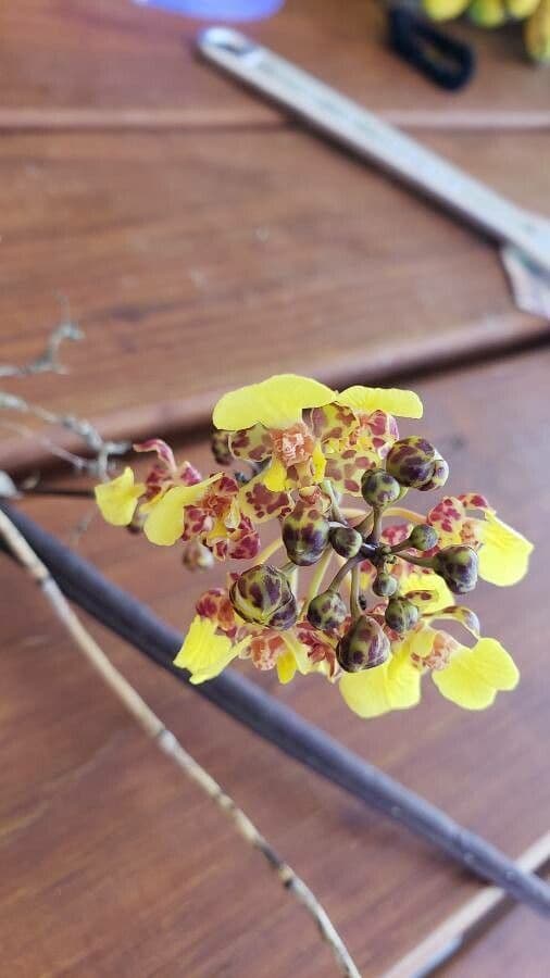 Trichocentrum cebolleta 6