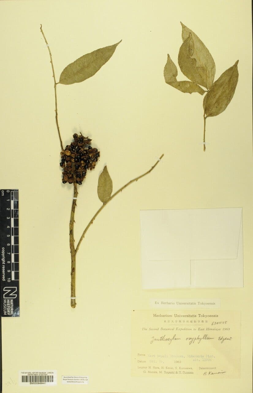 Zanthoxylum 12