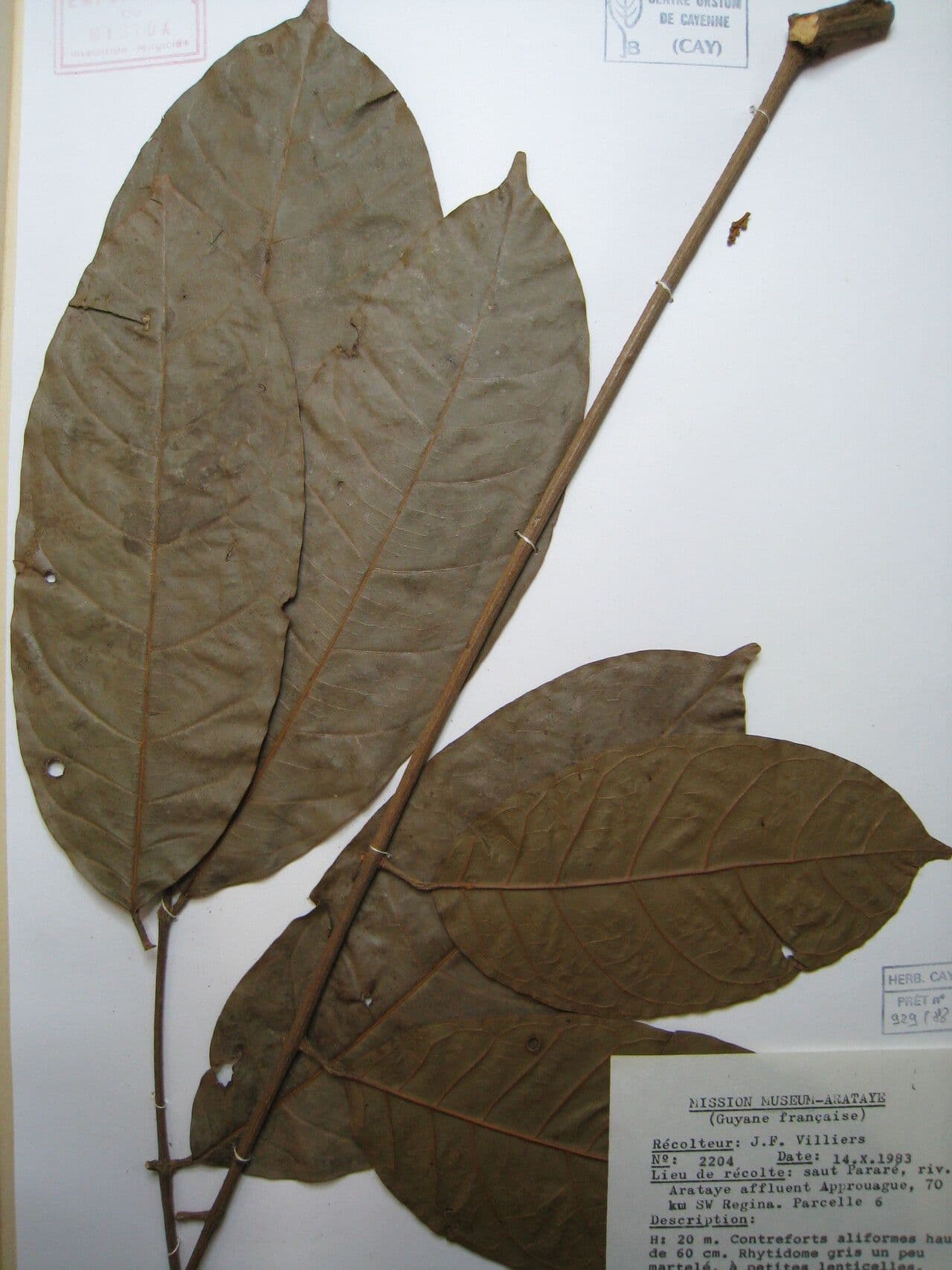 Protium apiculado 11