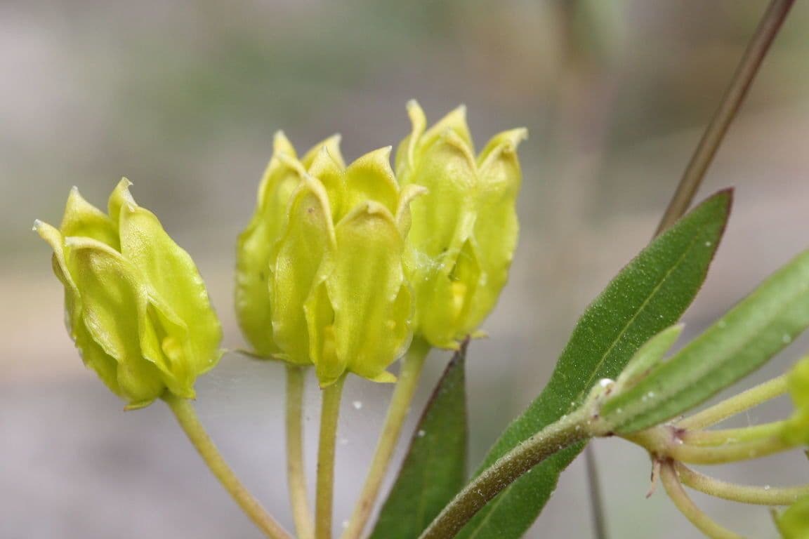 Asclepias 5