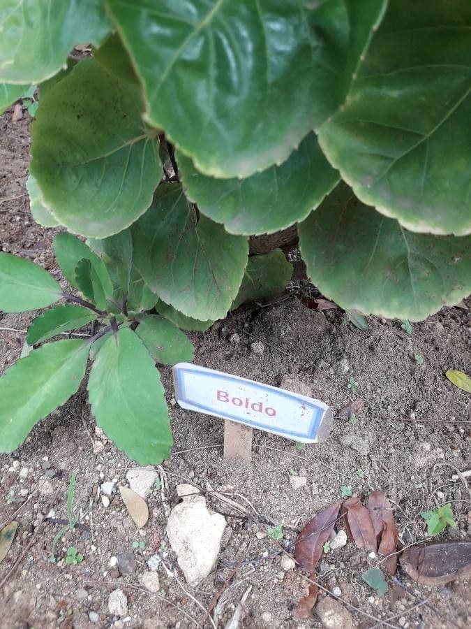 Polyscias štítnatá 19