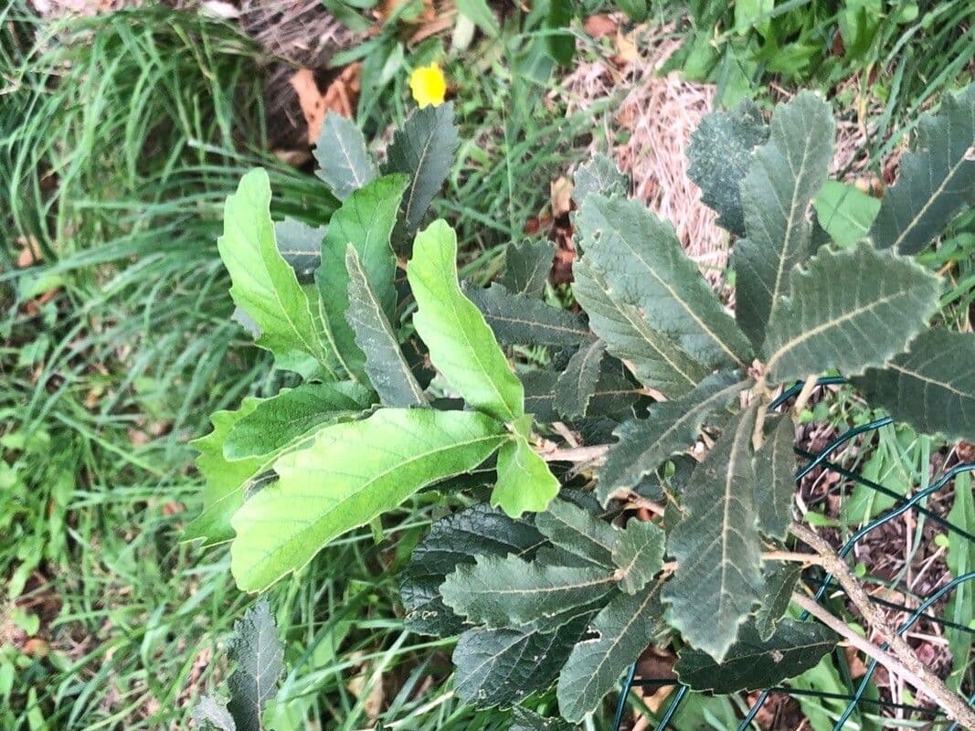 Quercia precoce