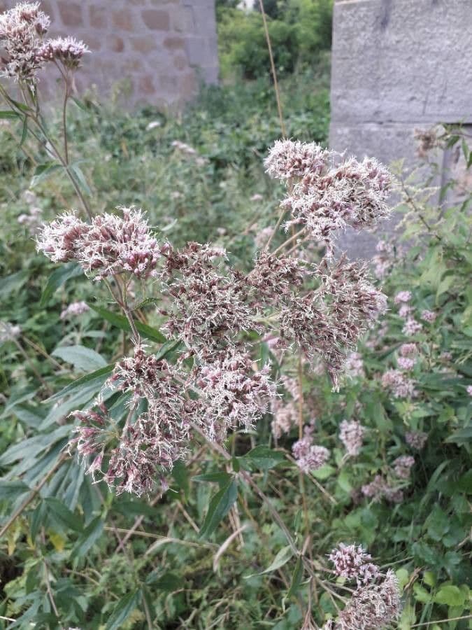 Eupatorio 9