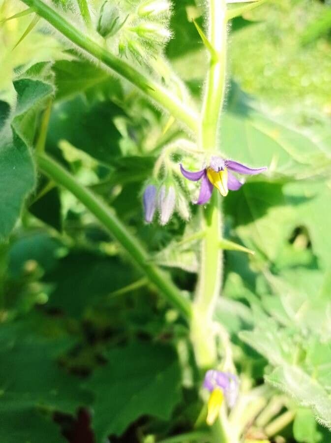 Solanum mammosum 7