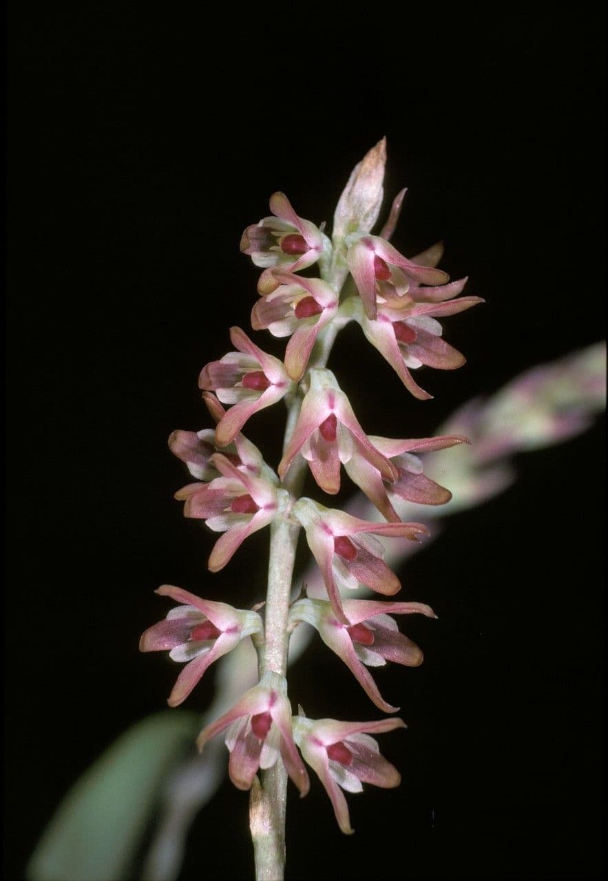 Bulbophyllum 2