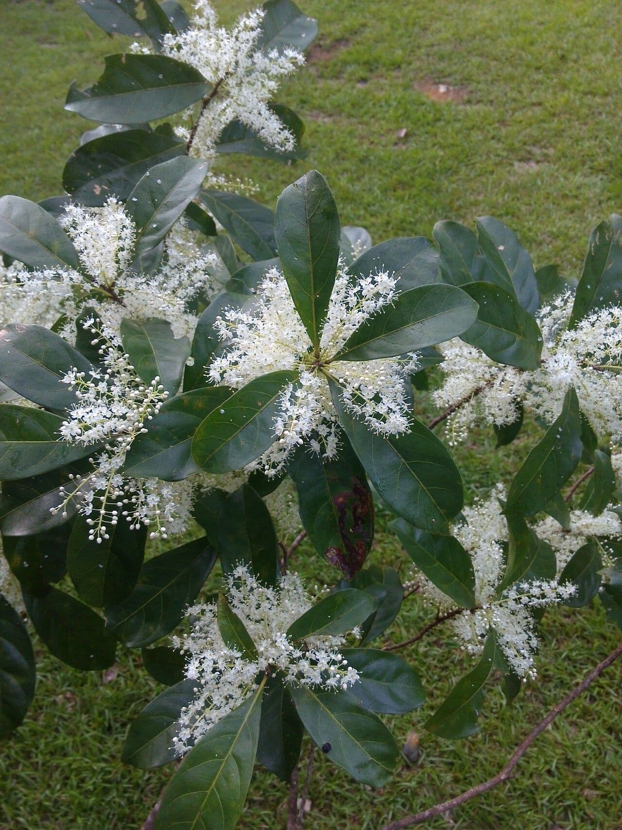 Pará-Cyrillopsis 2