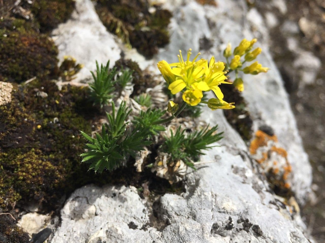 Draba aizoides 9