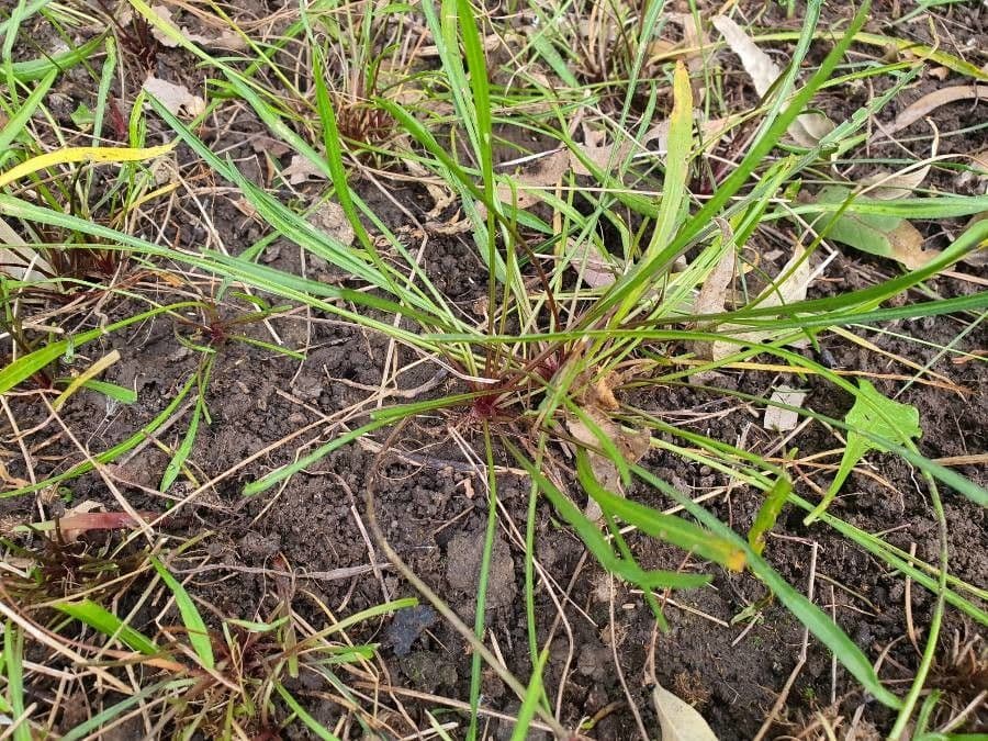 Microseris scapigera