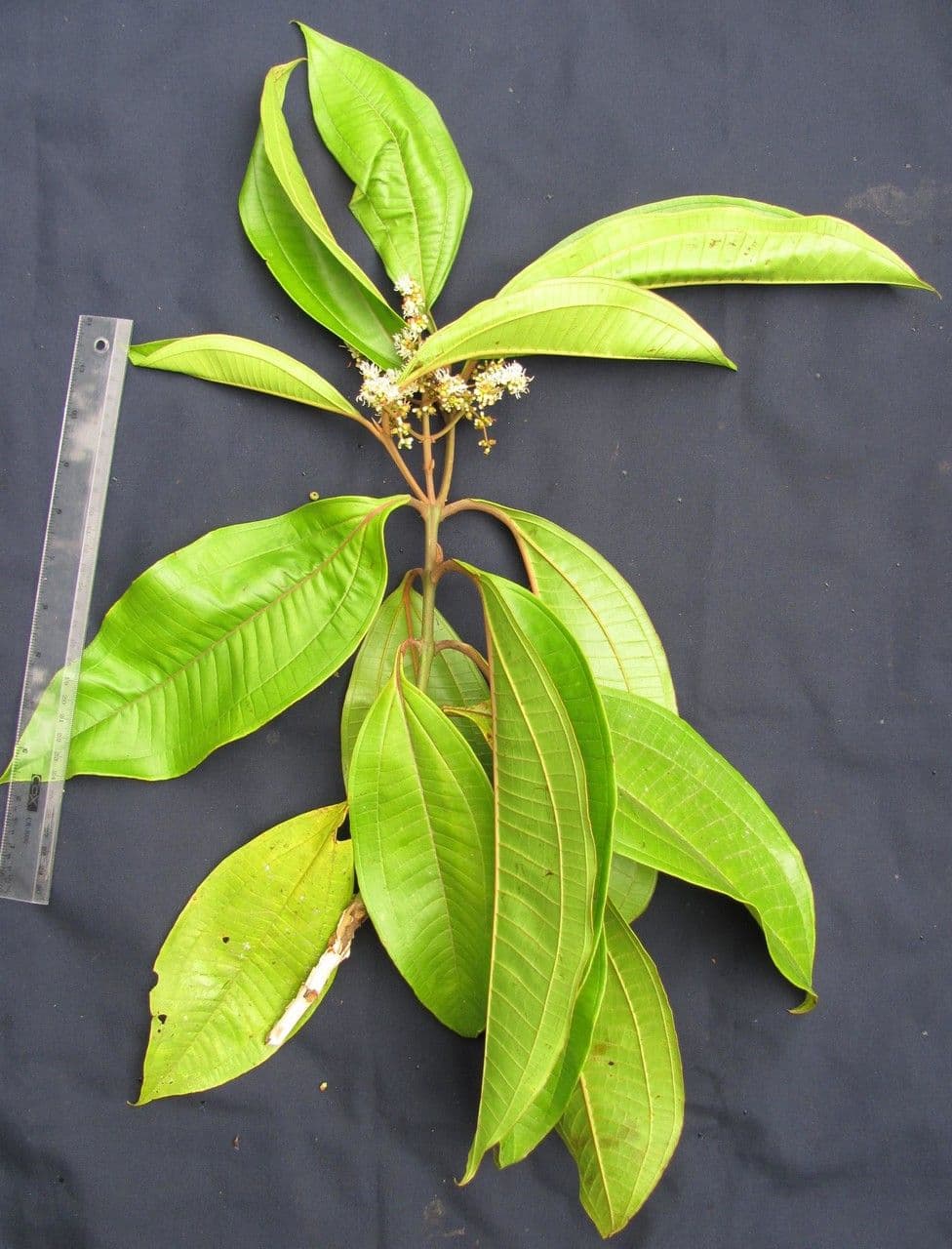 Miconia lonchophylla 10