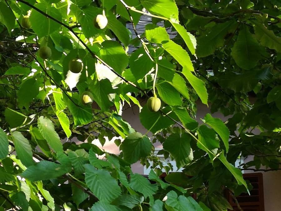 Taschentuchbaum 18