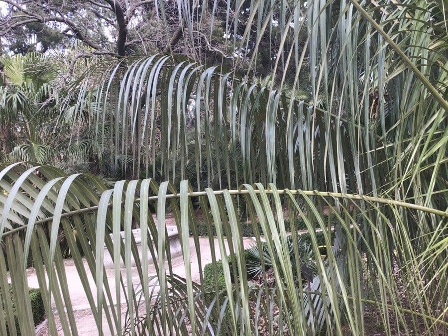 Parajubaea 2
