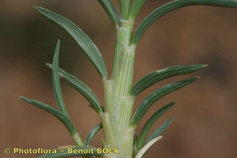 Stipagrostis 9