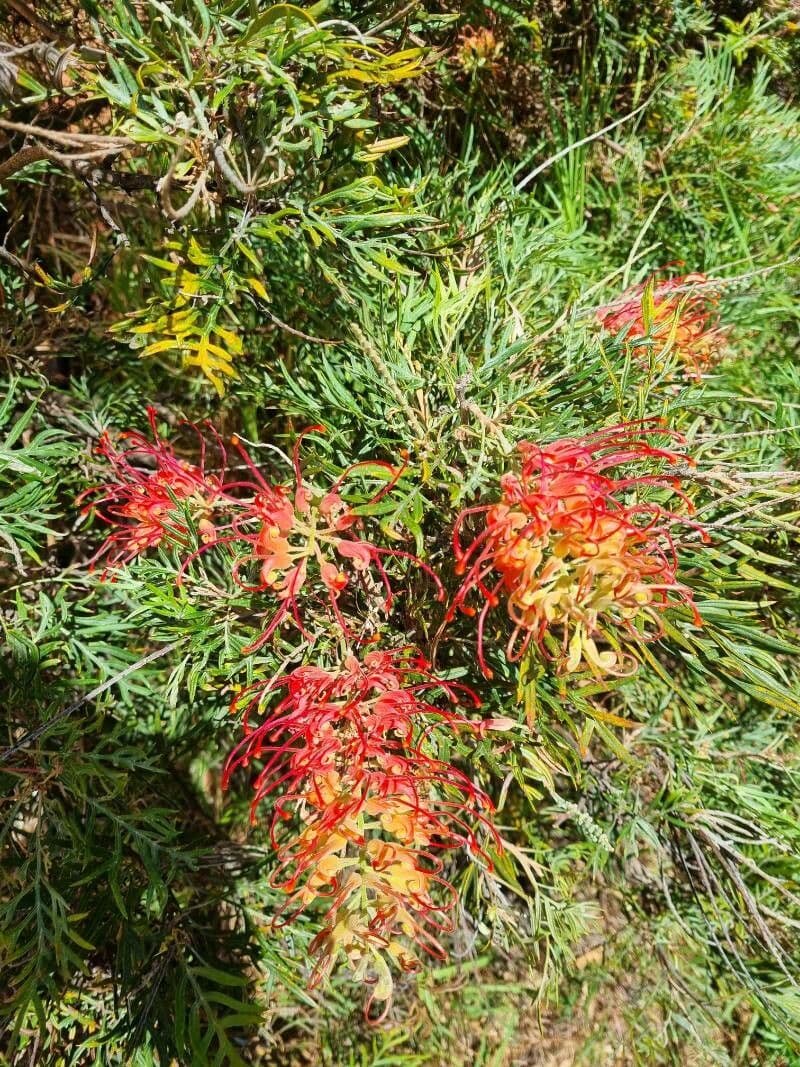 Grevillea 26