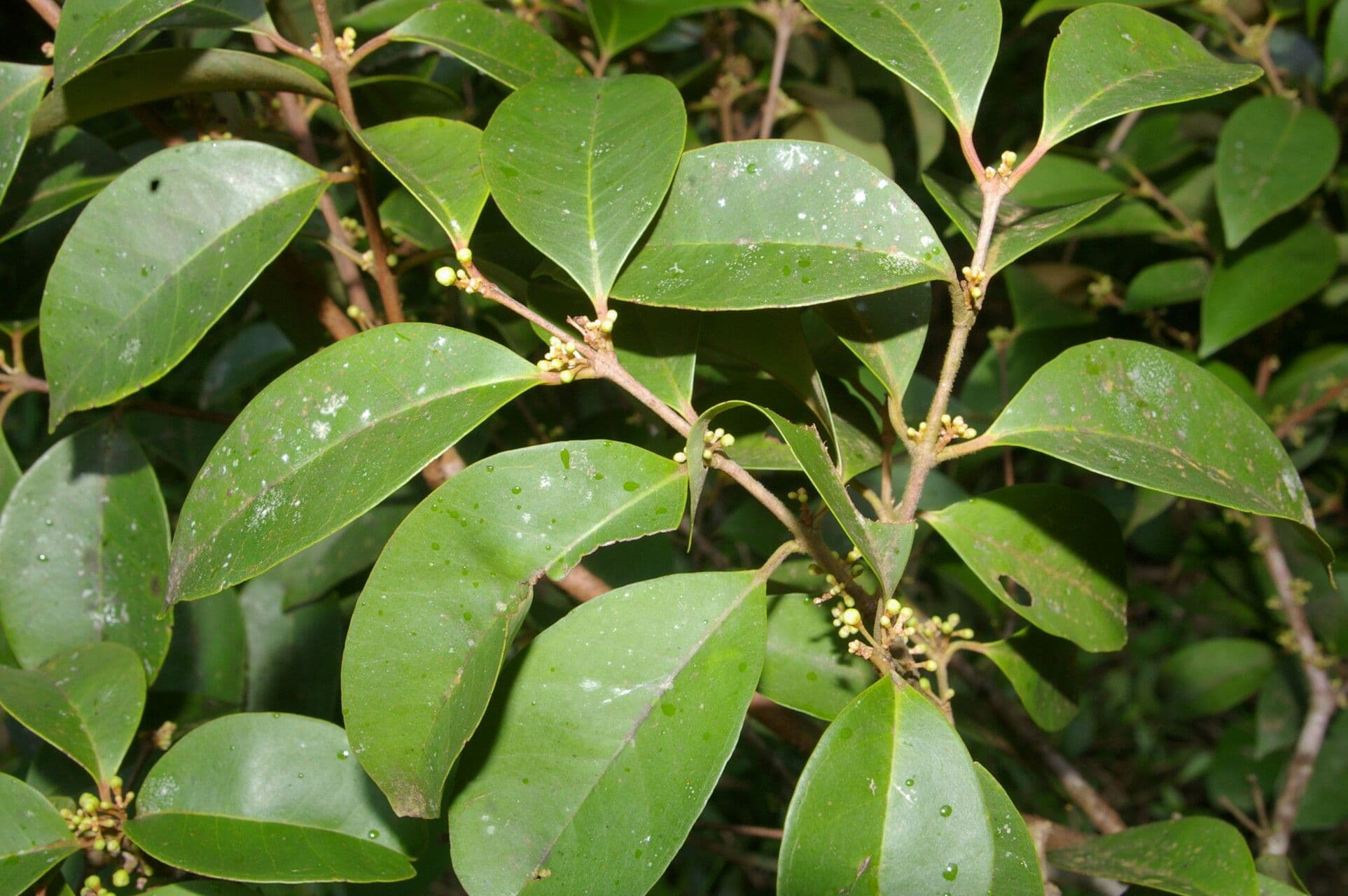 Eugenia 9