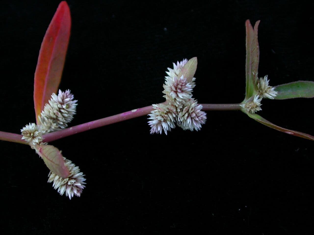 Alternanthera sessilis 10