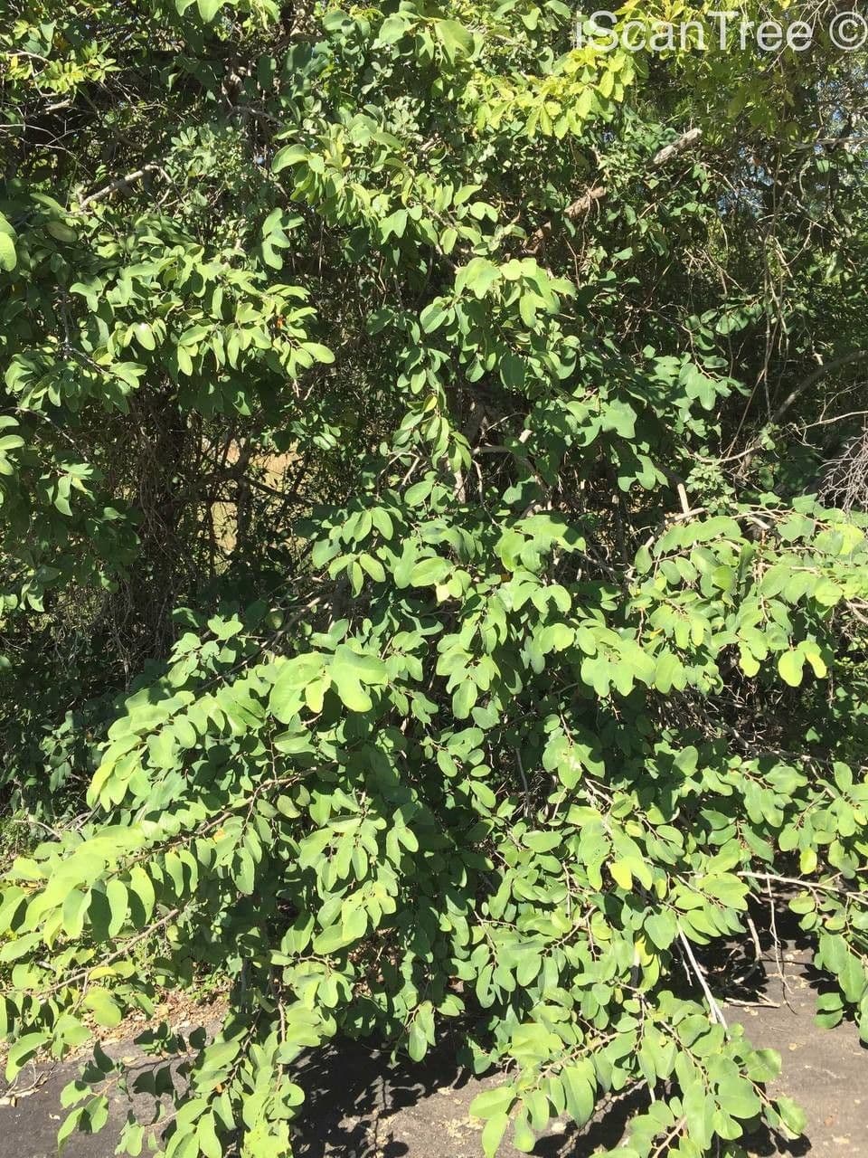 Annona senegalensis 11