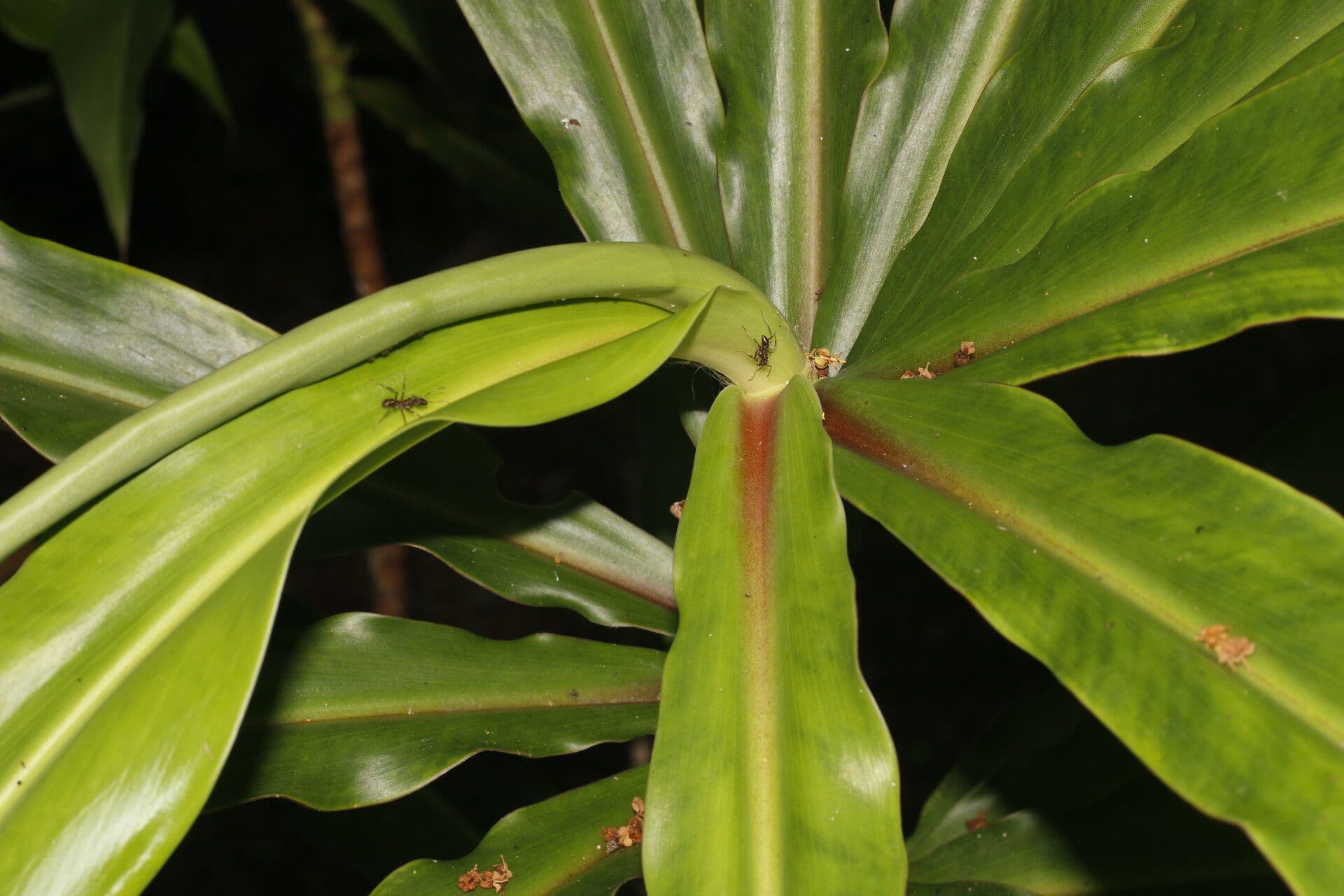 Dimerocostus 5