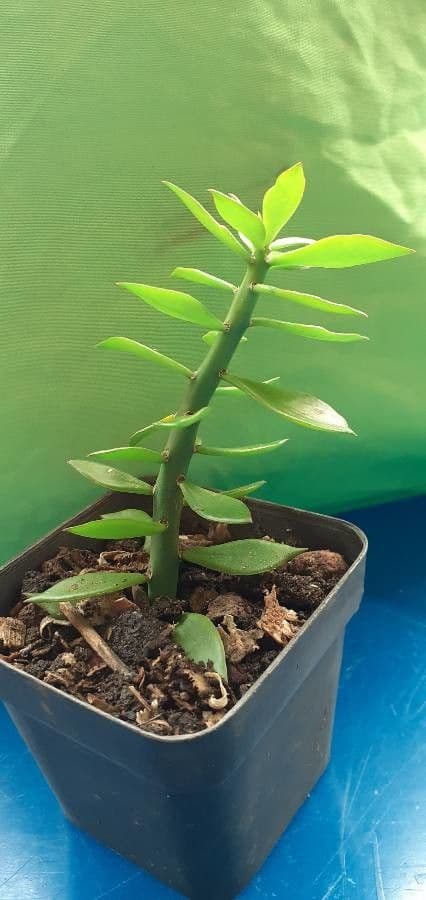 Pereskiopsis