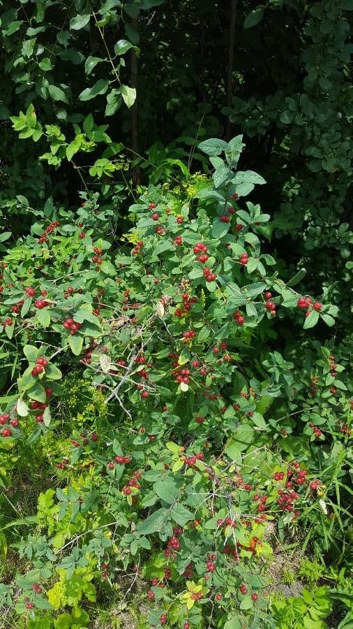 Rote Heckenkirsche 13