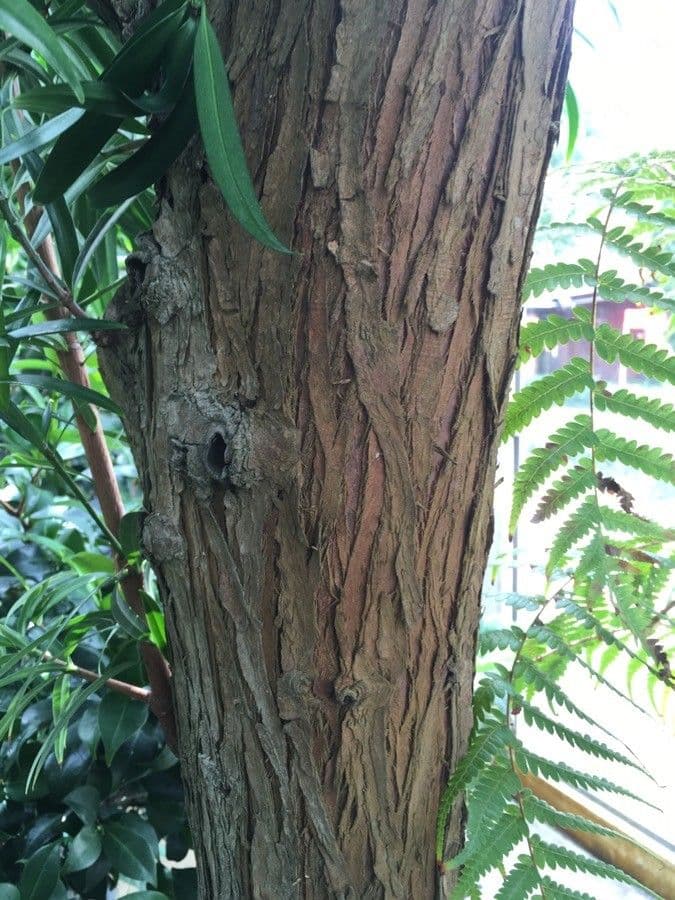 Podocarpus milanjianus 6