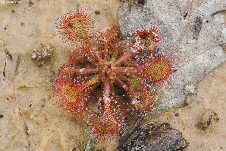 Drosera capillare 6