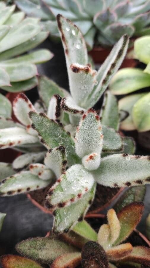 Pianta panda 14