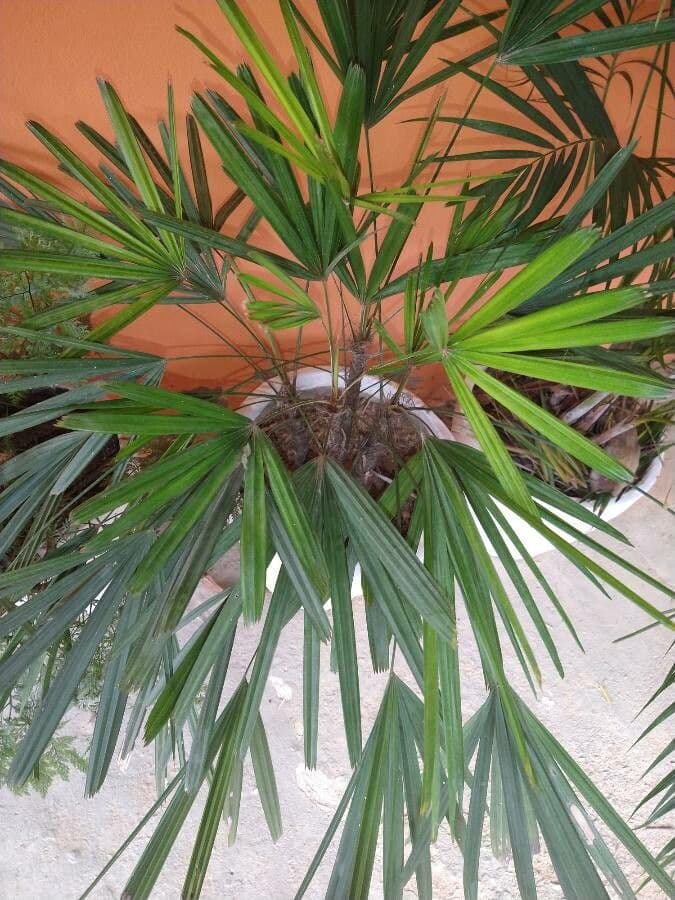 Palma di bambù 19