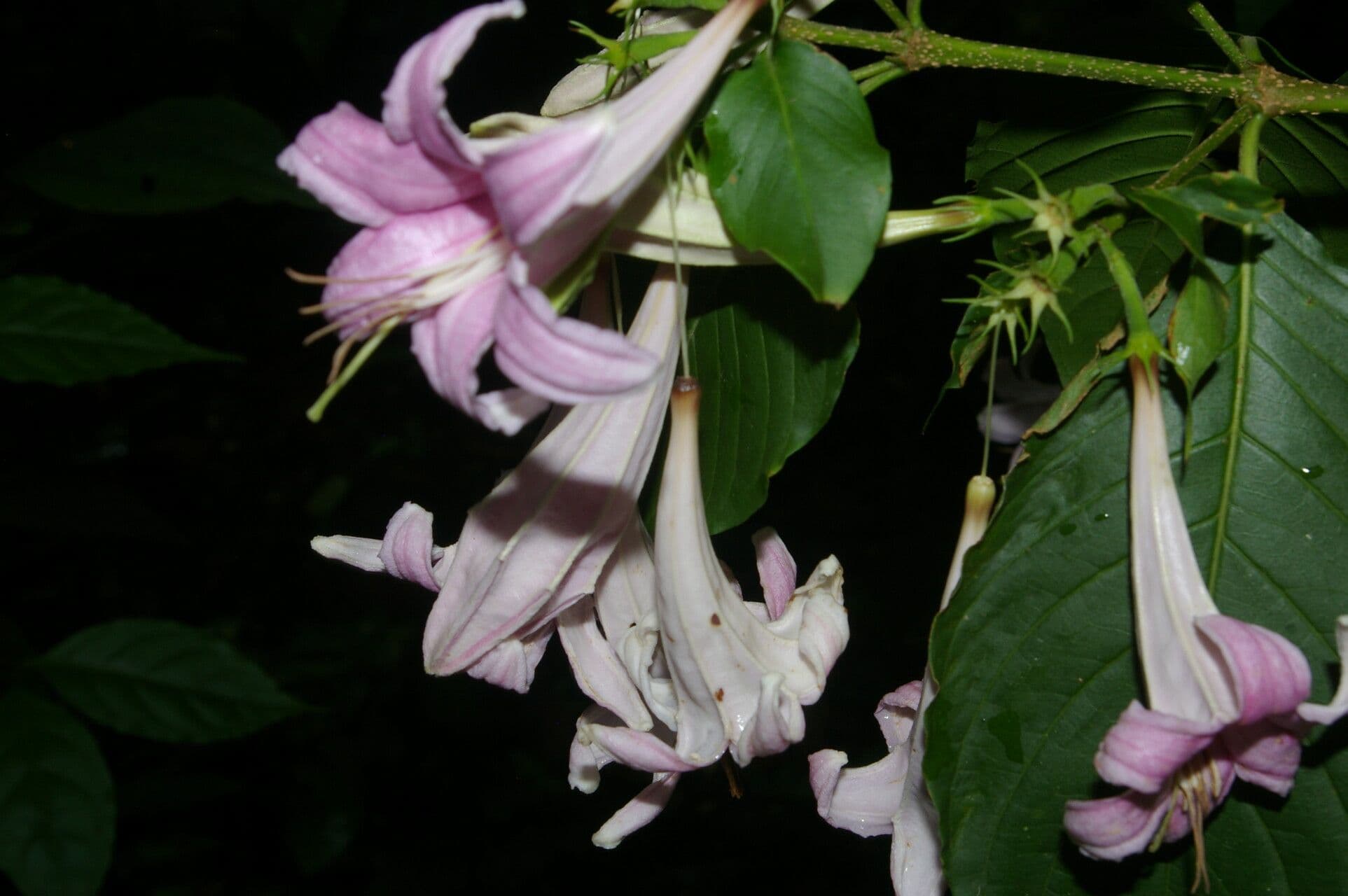 Kutarea 6
