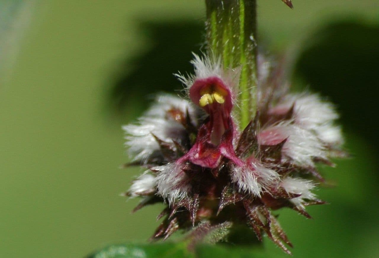 Agripalma 4