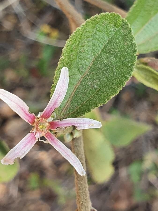 Grewia 6