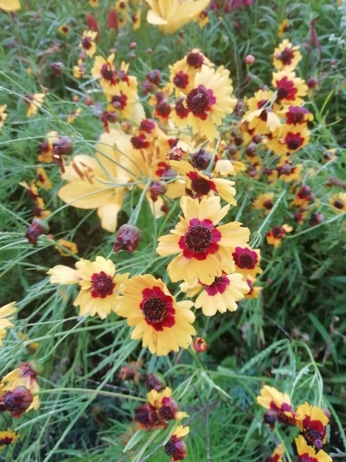 Färber-Mädchenauge 14