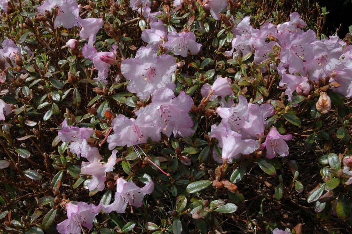 Rododendro 2