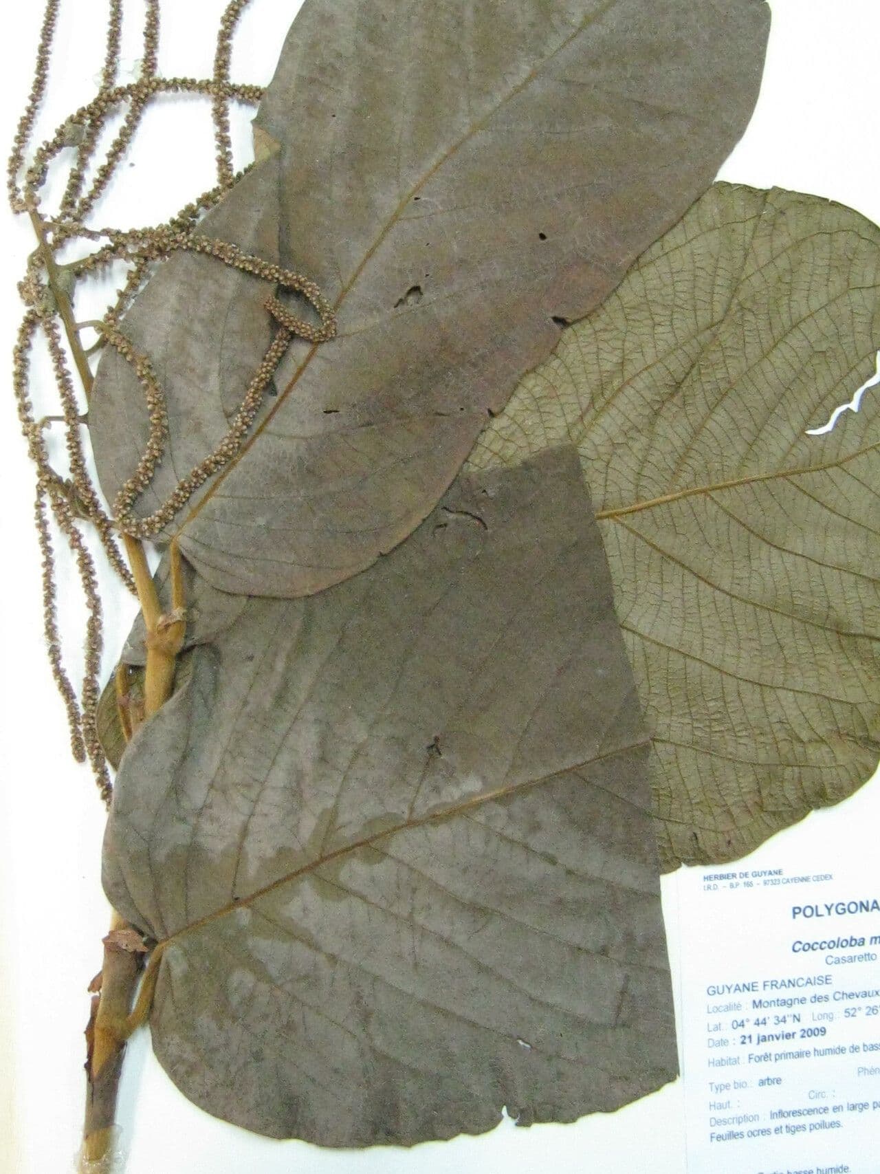 Coccoloba 12