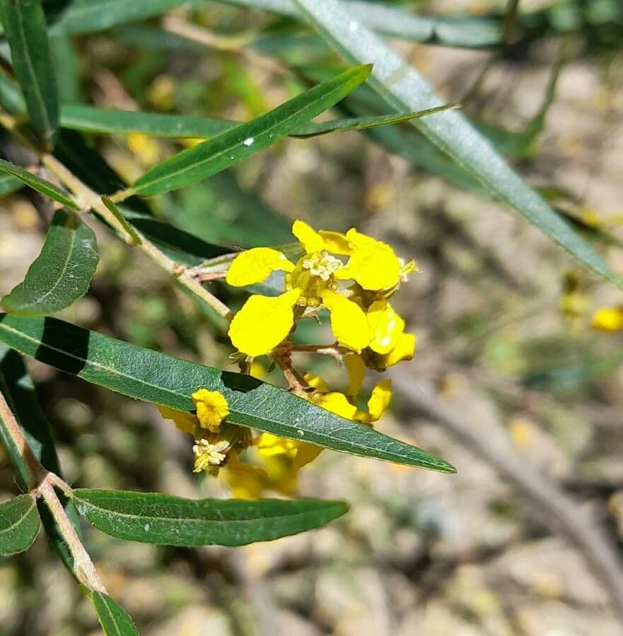 Heteropterys 9