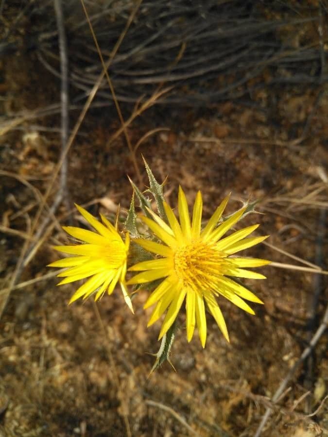 Carlina corimbosa 10
