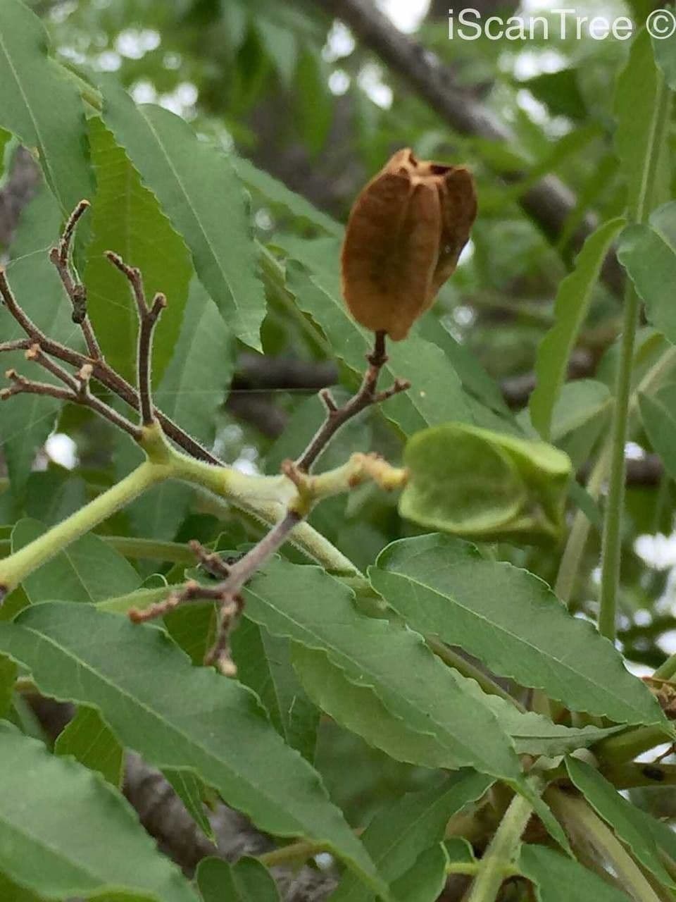 Seringa bianca 12