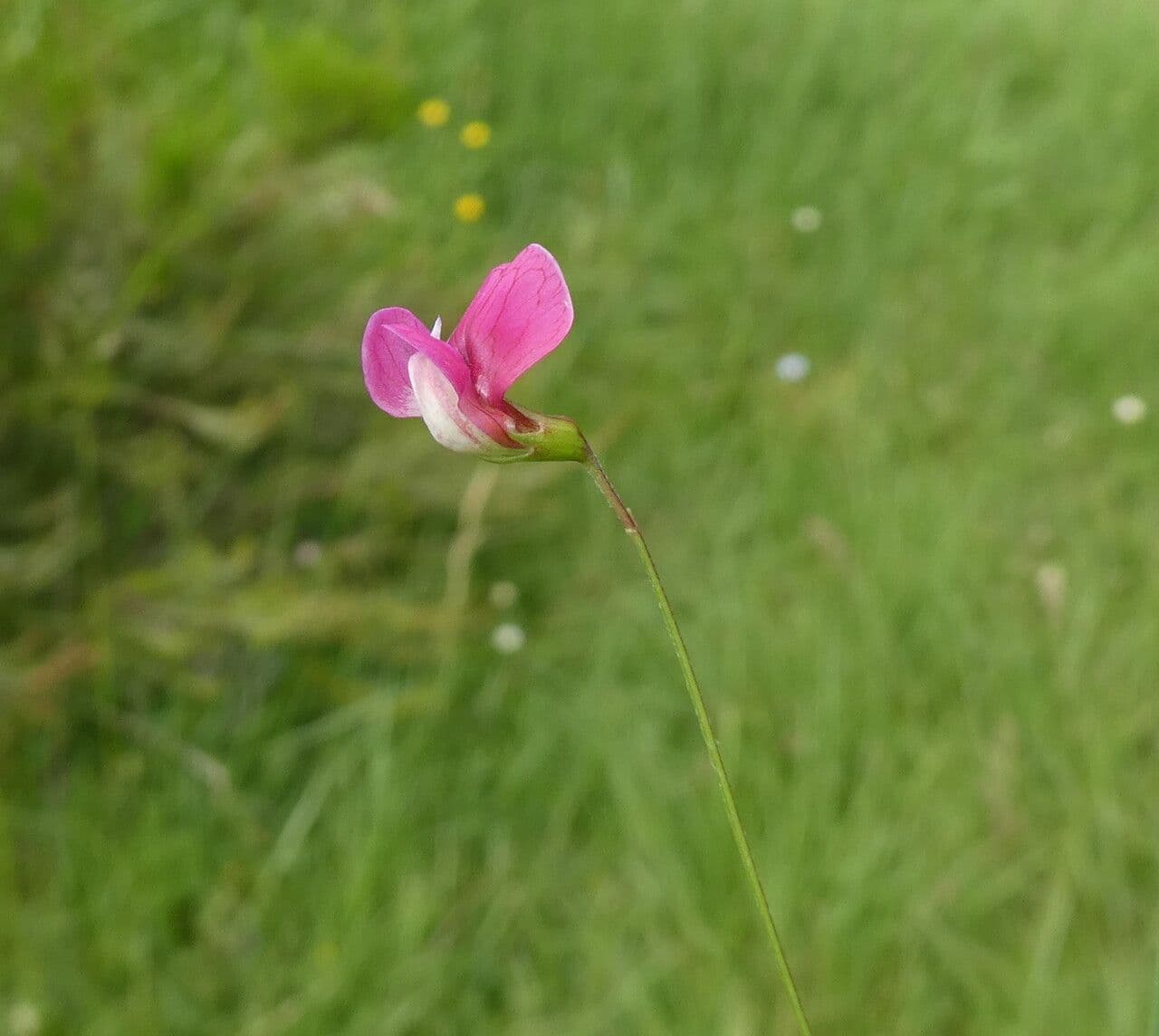 Gras-Platterbse 10