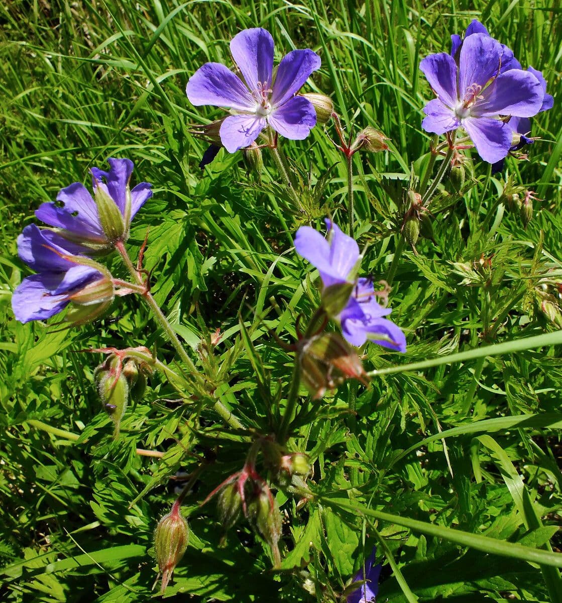 Géranium des prés 13