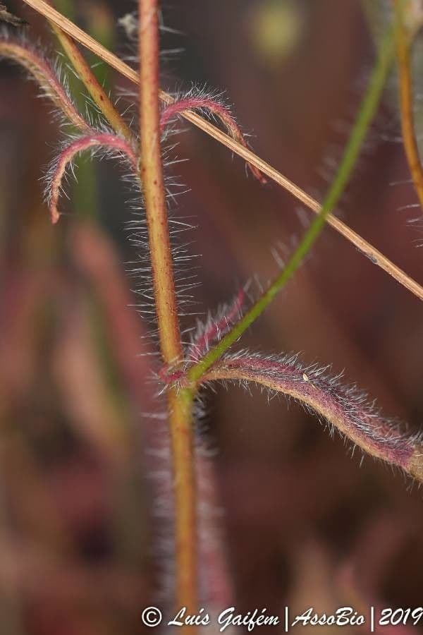Silene portensis 14