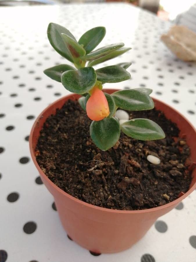 Nematanthus 2