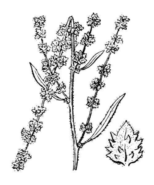 Atriplice litorale 30
