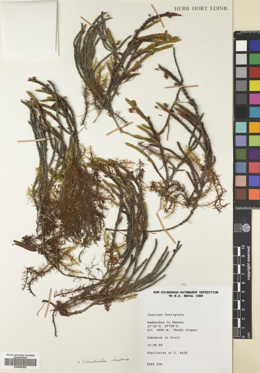 Cassiope fastigiata 17