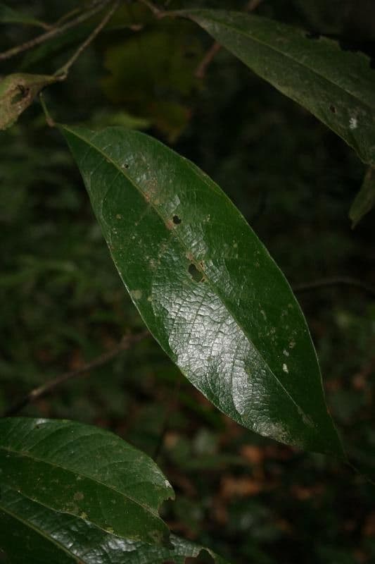Sagotia 6