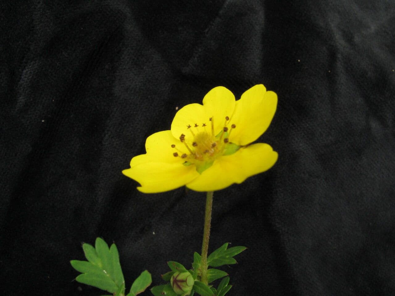 Mochna 8