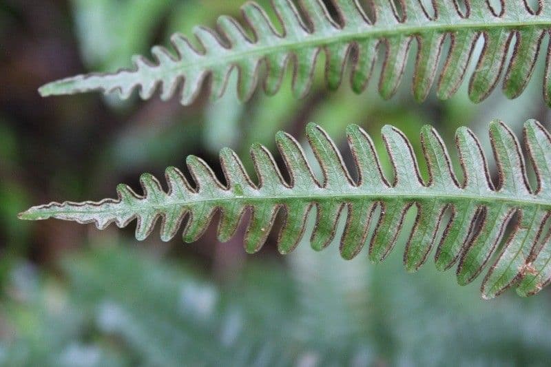 Pteris linearis