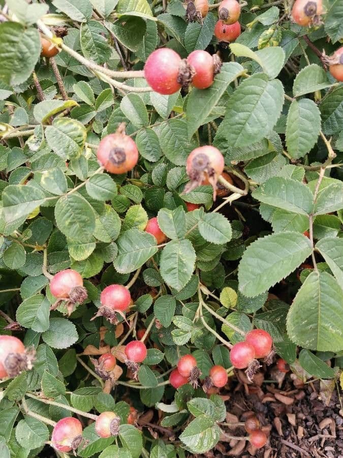Moschus-Rose 2