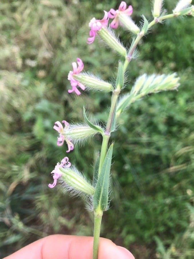 Silene bellidifolia 7