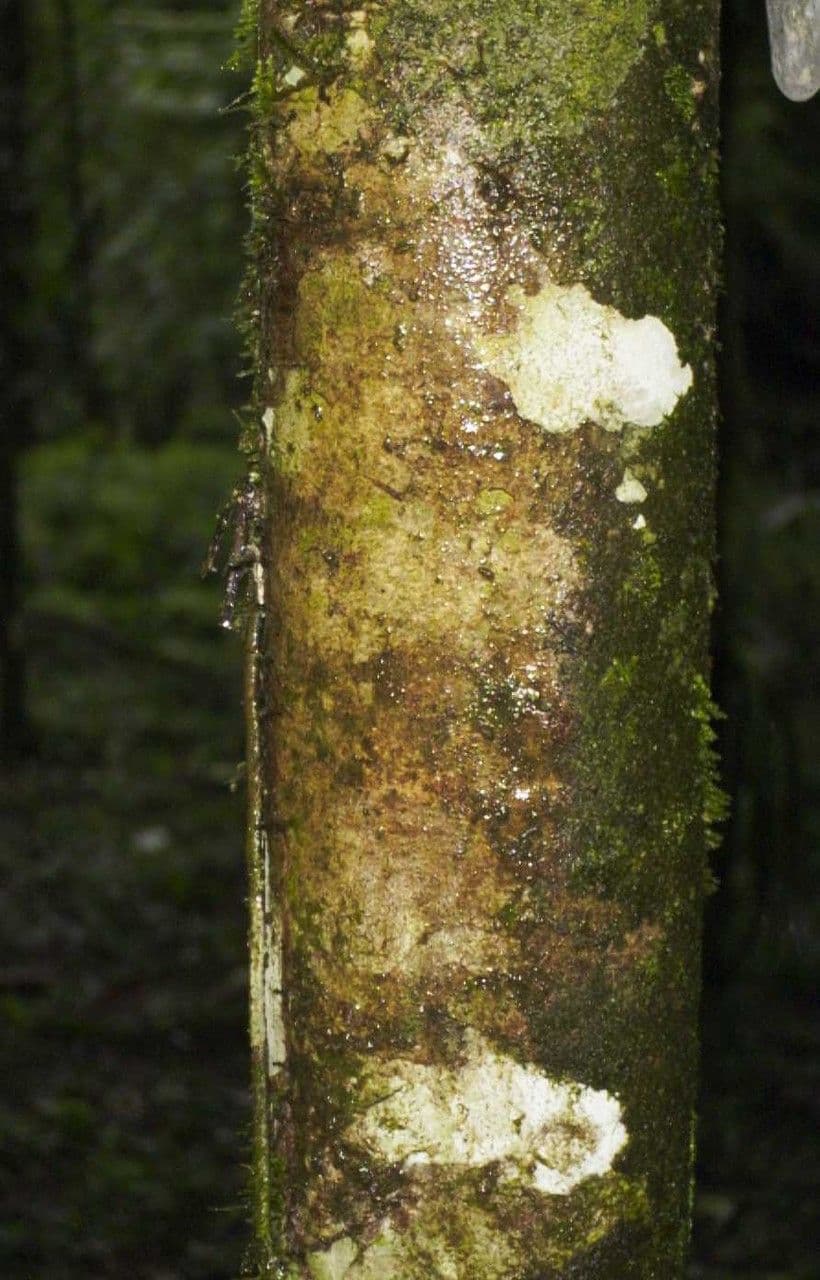 Casearia 18